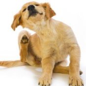 Puppy scratching.