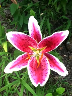 A pink and white lily blossom.