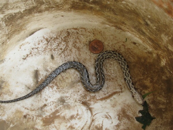 Snake