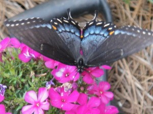 Butterfly on Phlox