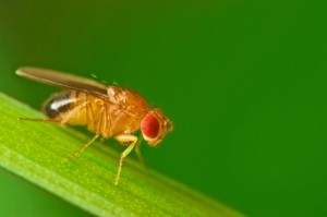 Fly Fungus