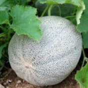 Cantaloupe growing on a vine.