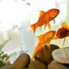Three goldfish swimming in a tank.