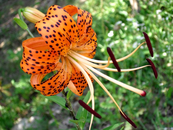 Beautiful Tiger Lillies