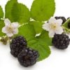 Blackberries with two flowers and leaves.