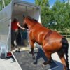 Horse walking up ramp into trailer.