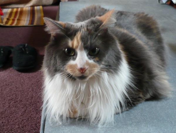 dilute calico cat