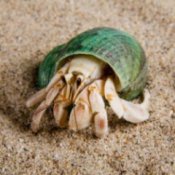 Haermit crab with a green shell crawling on sand.