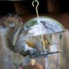 Squirrel raiding a birdfeeder.