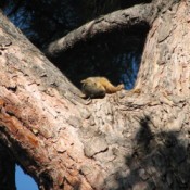 A young squirrel in a tree.