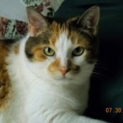 Closeup of a calico cat.