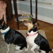 Two black, brown, and white dogs looking up at a person to the left outside the frame of the photo.