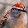Closeup of Sparrow with Red Crest