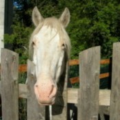 A horse looking over a picket fence.