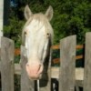 A horse looking over a picket fence.