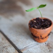 A cutting of a plant growing in a clay pot.