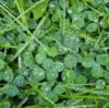 Closeup of wet grass and clover.