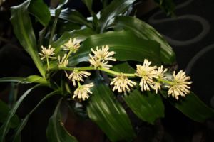 White Flowers on Corn Plant