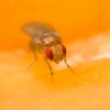 Getting Rid of Fruit Flies, Fruit Fly on Apple