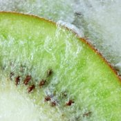 Frozen kiwi slice.