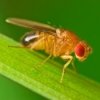 Upclose photo of a fruit fly.