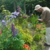 Man watering perennial bed with a watering can