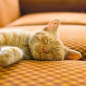 Orange cat sleeping on a couch