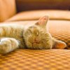Orange cat sleeping on a couch