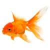 Goldfish