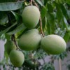 Mango Tree