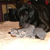 Grey Feral Kittens Being Watched Over by Parker the Dog