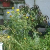 Wildflowers in Garden