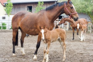 Mare and Foal in a Corral