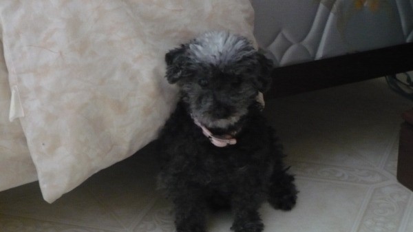 Sophie the Toy Poodle Sitting on Floor by Bed