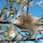 Tent caterpillars in a tree.