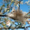 Tent caterpillars in a tree.