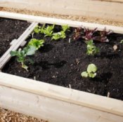 Building Raised Beds, Wood framed garden bed.