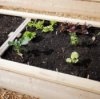 Building Raised Beds, Wood framed garden bed.