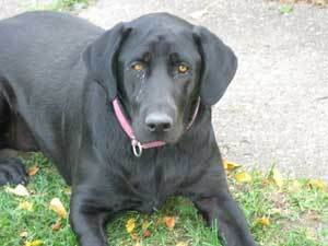 gund black lab