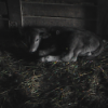 Black and White IMage of Calf Laying on Hay on Barn