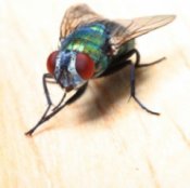 Closeup of green bodied house fly.