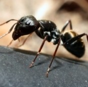 A close up of a black ant.
