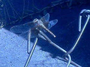 Dragonfly on Chain Link Fence