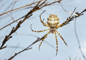 Spider Hanging on web Outside