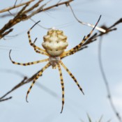 Spider Hanging on web Outside