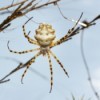 Spider Hanging on web Outside