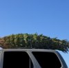 Christmas tree on top of an SUV.