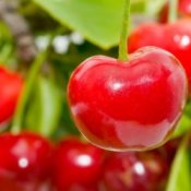 Photo of cherries hanging on a cherry tree.