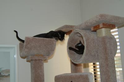 Homemade Cat Tree