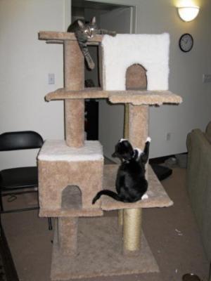 Cat Playhouse Plans Making your own cat tree,